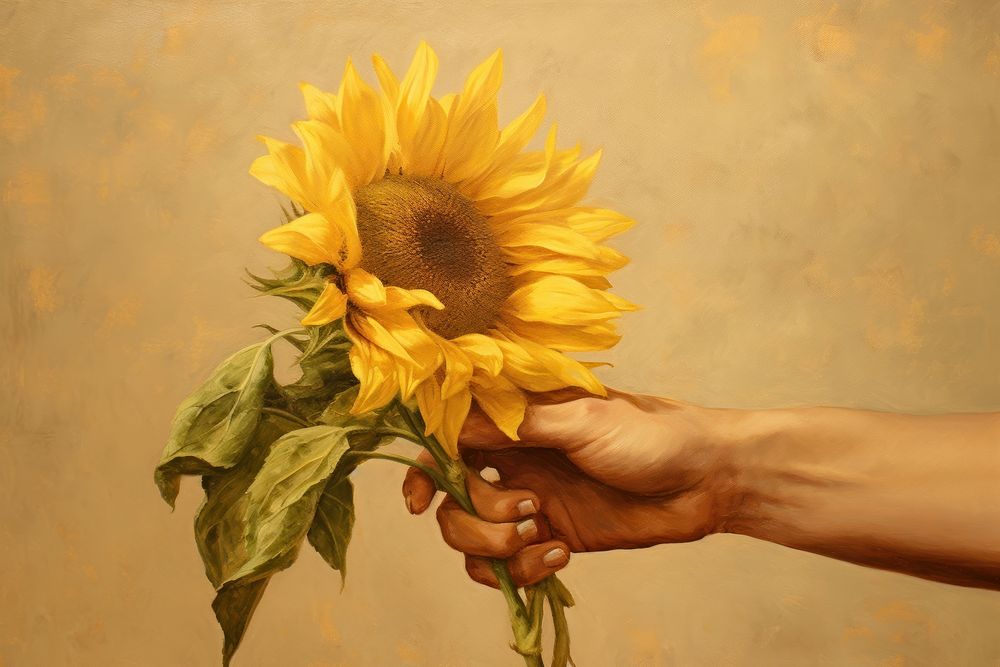 Woman hand holding sunflower plant inflorescence freshness.
