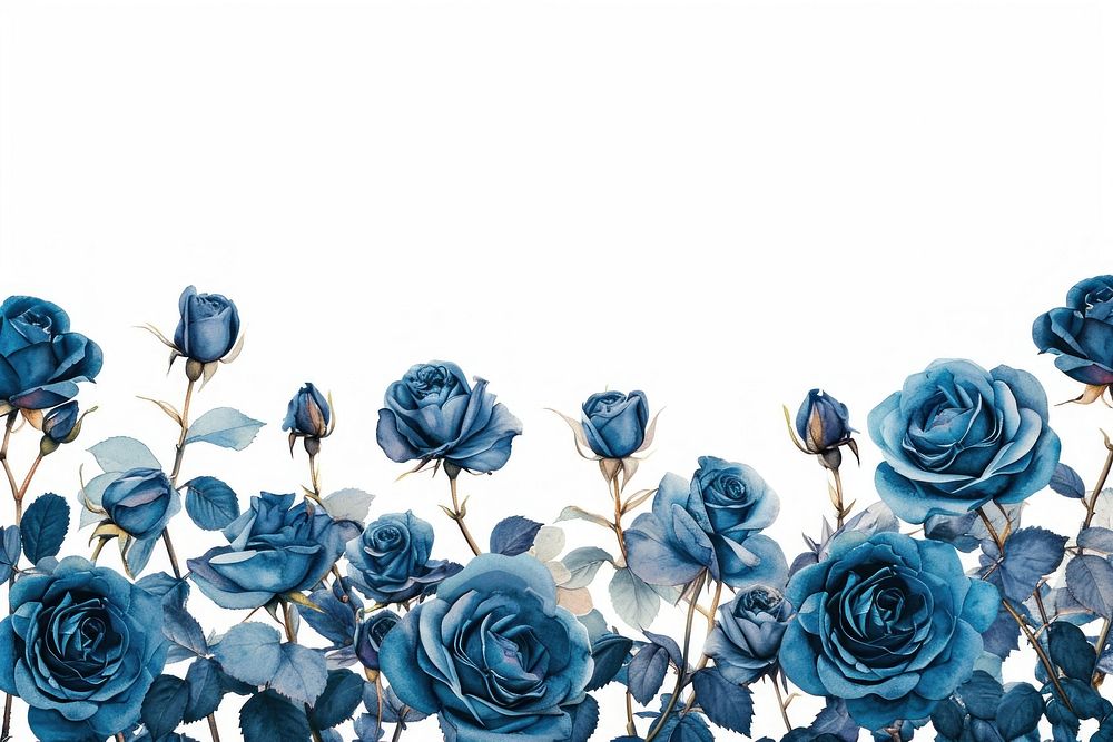 Rose flower plant blue.