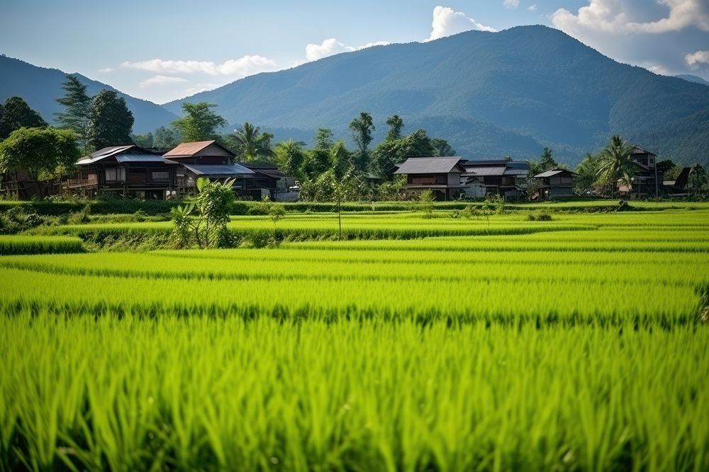 Rice field countryside outdoors village. AI generated Image by rawpixel.