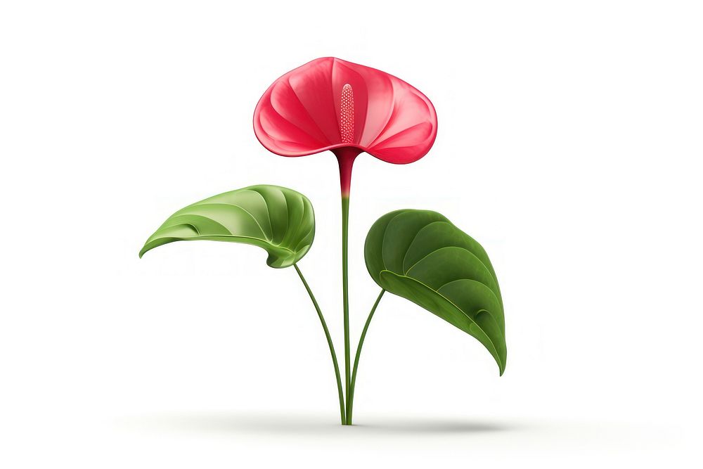 Illustration of an red anthurium flower plant leaf.