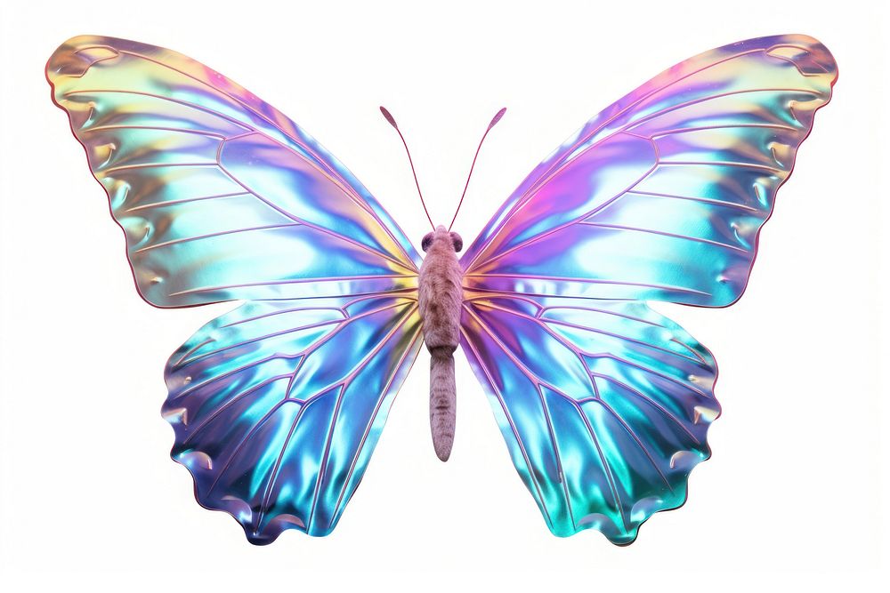 Butterfly iridescent animal insect white background.