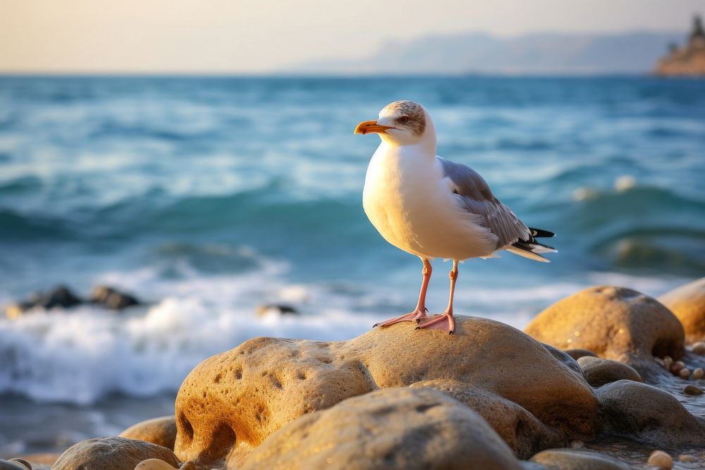 Seagull standing on the rock near the beach wildlife outdoors nature. AI generated Image by rawpixel.