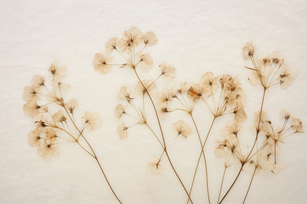Real Pressed a gypsophila flower backgrounds plant.