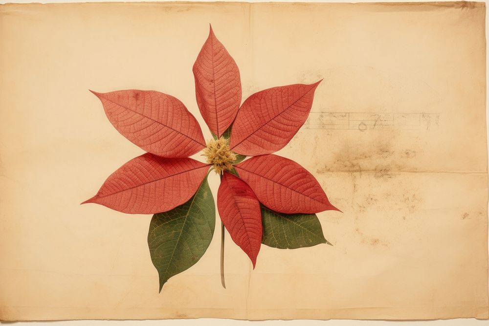 Real Pressed a Poinsettia flower paper plant.