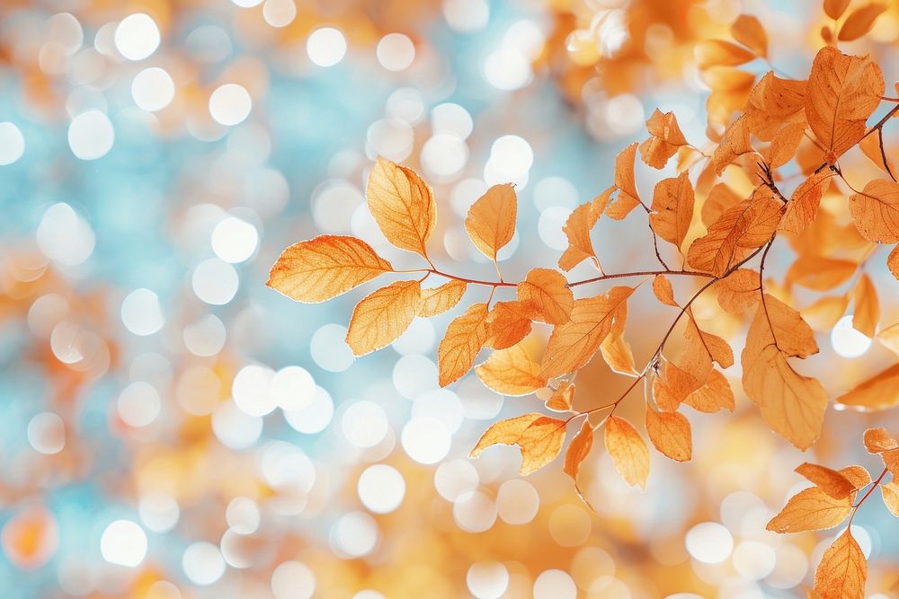 Autumn leaves pattern bokeh effect background backgrounds outdoors nature.