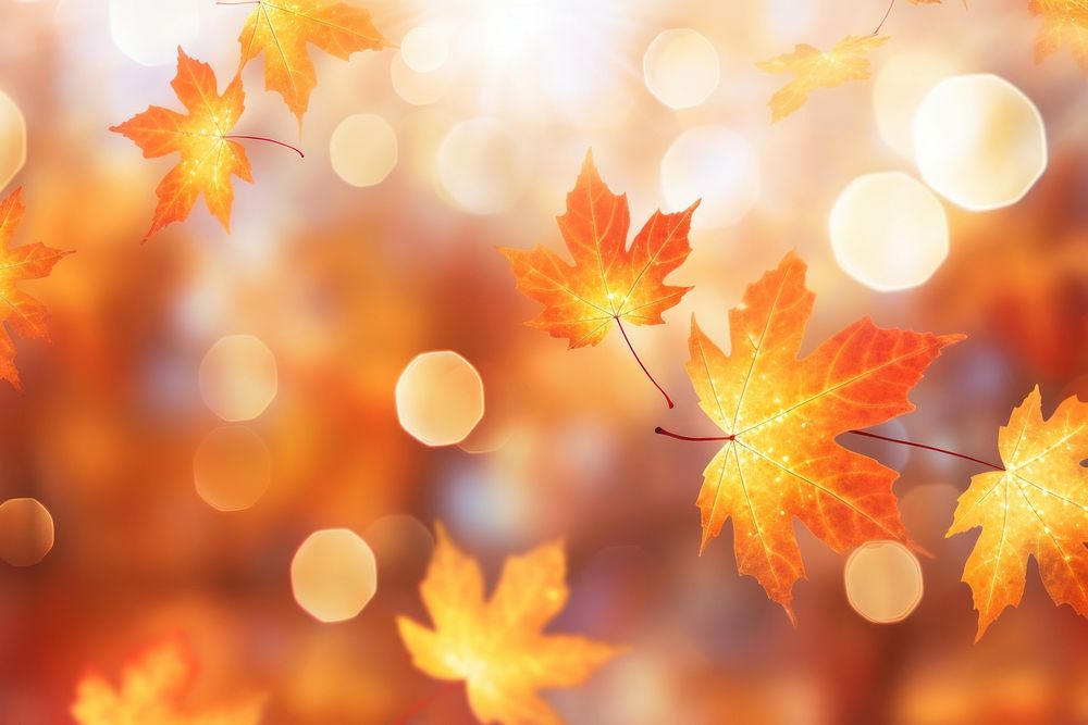 Autumn maple leaves pattern bokeh effect background backgrounds sunlight outdoors.