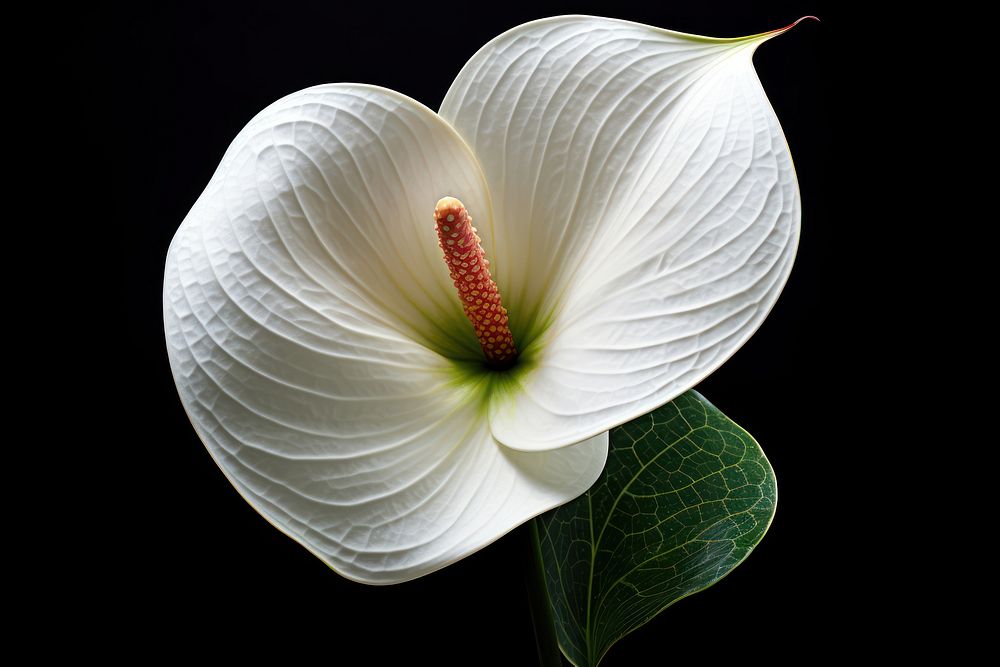 White anthurium flower petal plant.