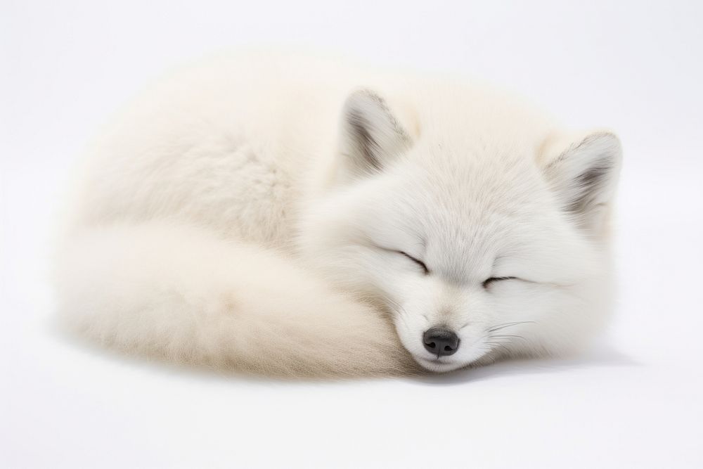 Arctic fox wildlife sleeping mammal.