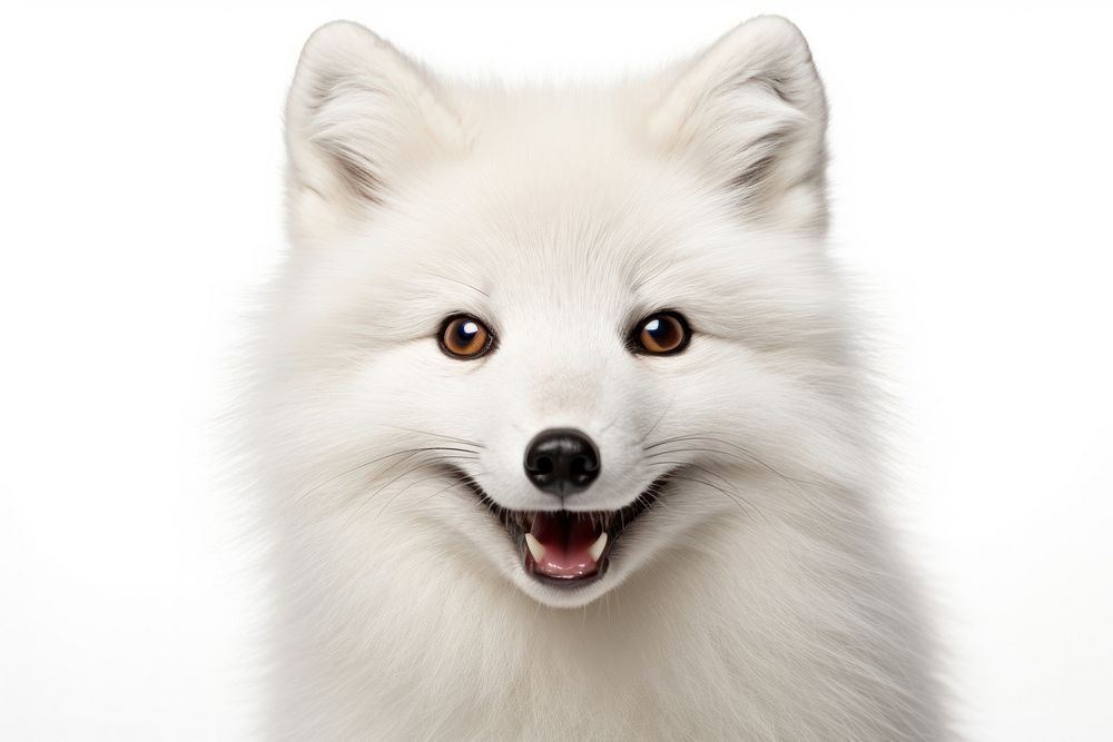 Arctic fox portrait mammal animal.