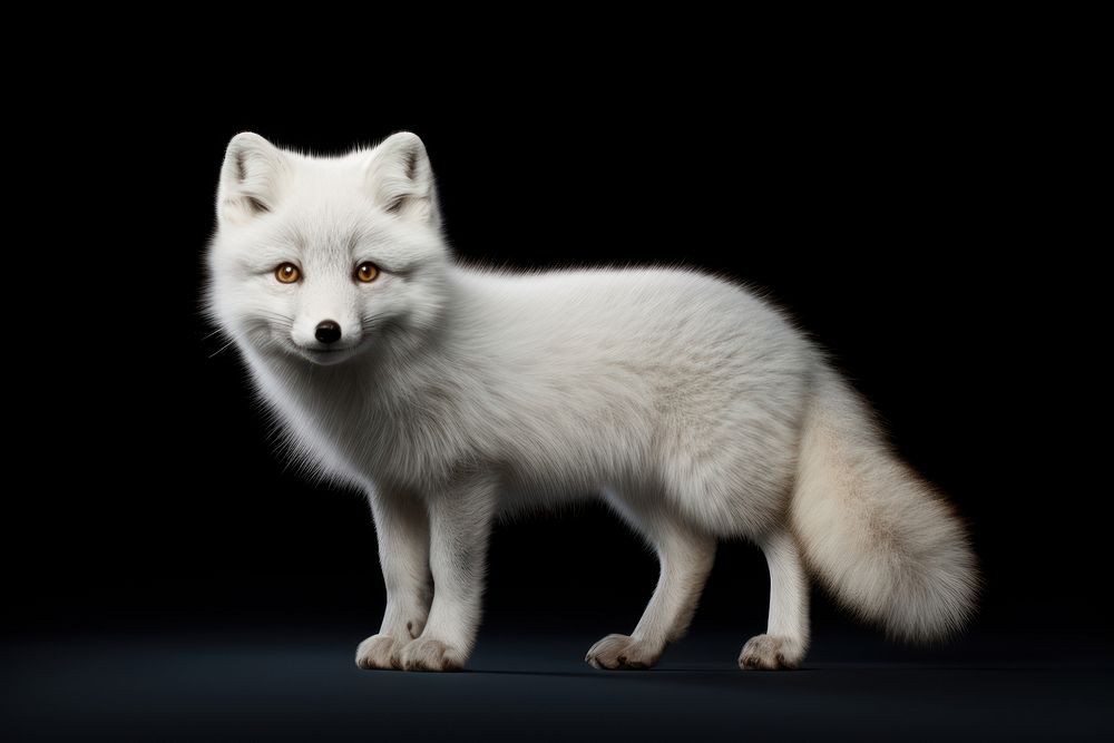 Arctic fox wildlife animal mammal.