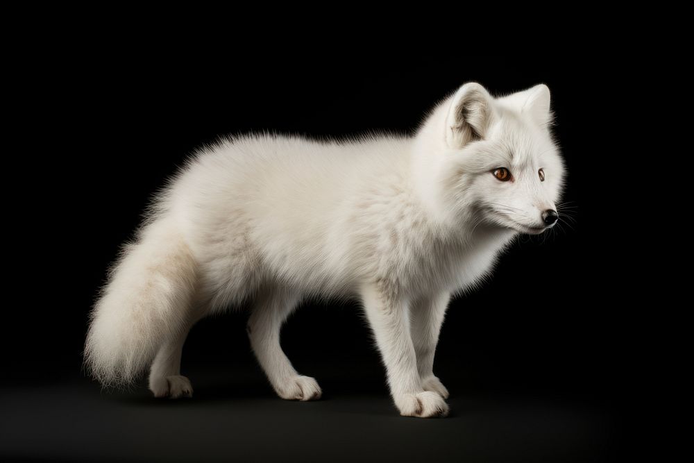 Arctic fox wildlife mammal animal.