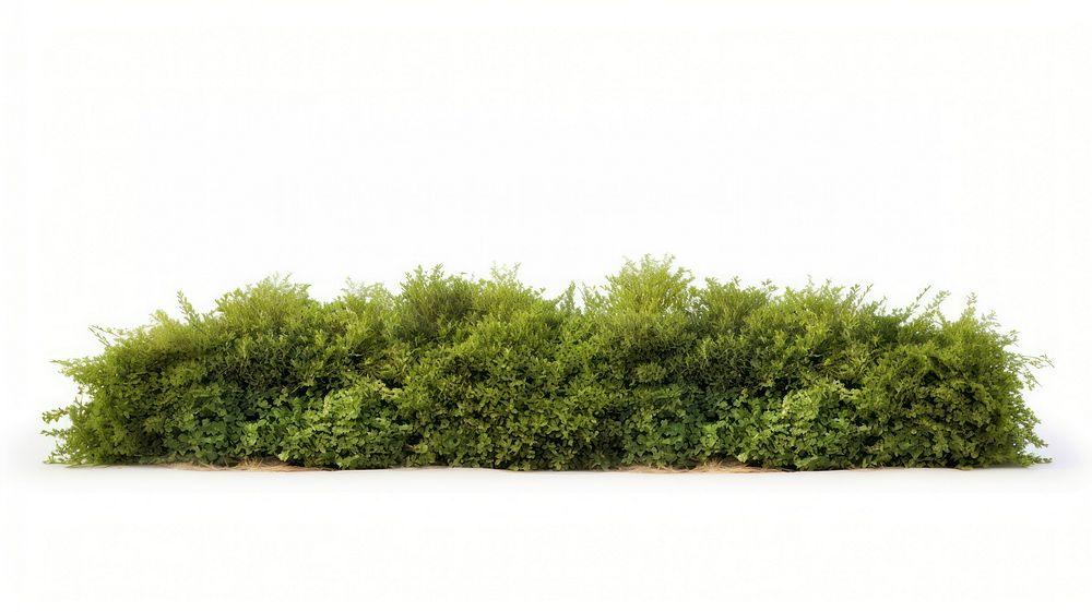Field of bushes nature plant hedge. AI generated Image by rawpixel.