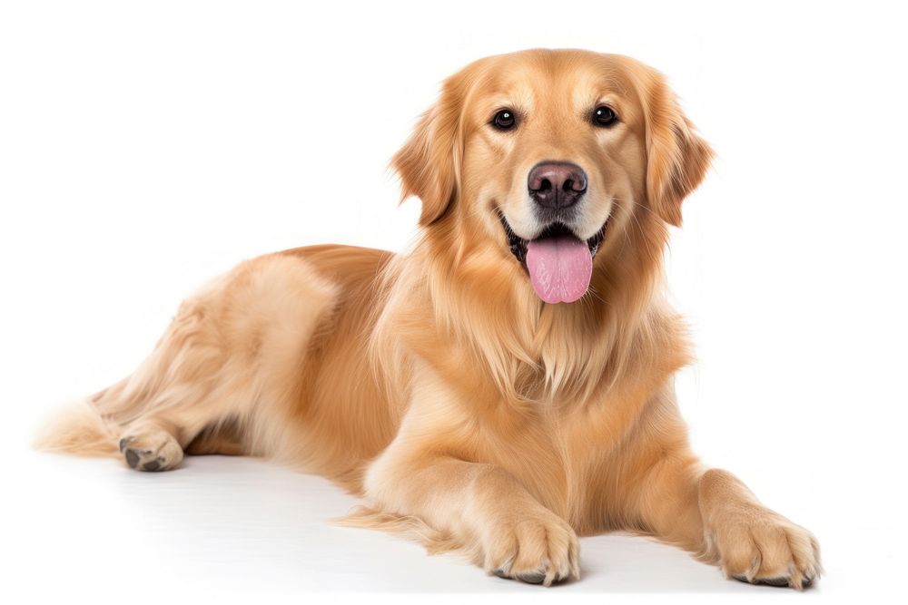 Golden retriever mammal animal pet. AI generated Image by rawpixel.