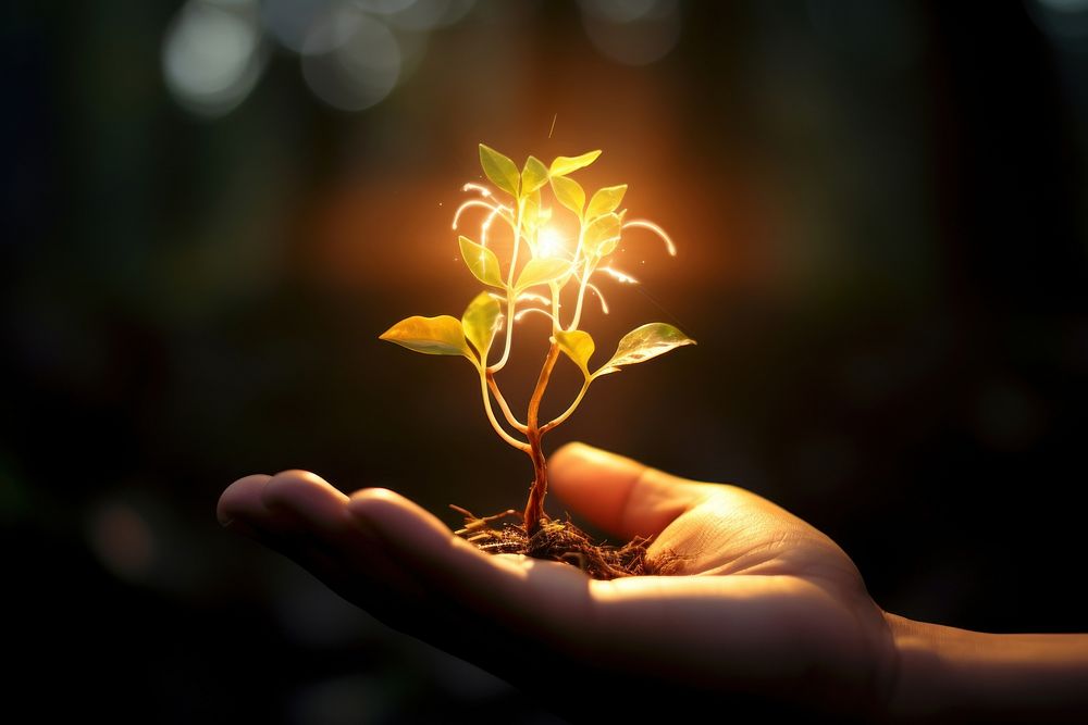 Sprout light hand outdoors. AI generated Image by rawpixel.