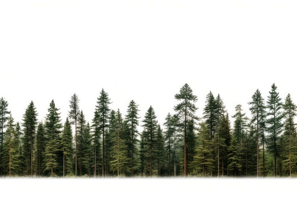 Pine forest nature landscape outdoors. AI generated Image by rawpixel.