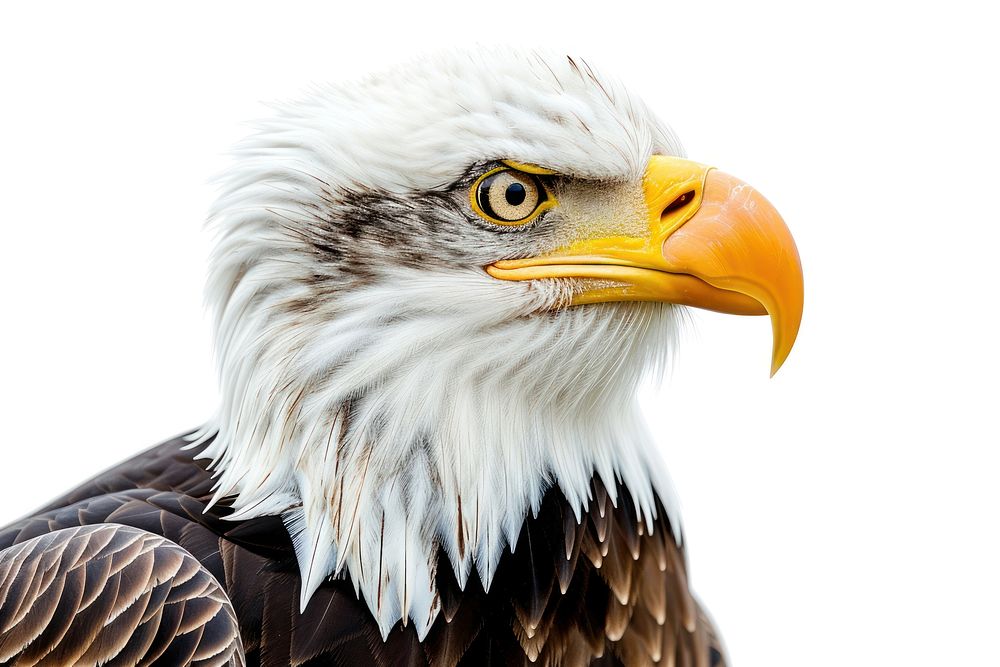 American bald eagle portrait animal beak.