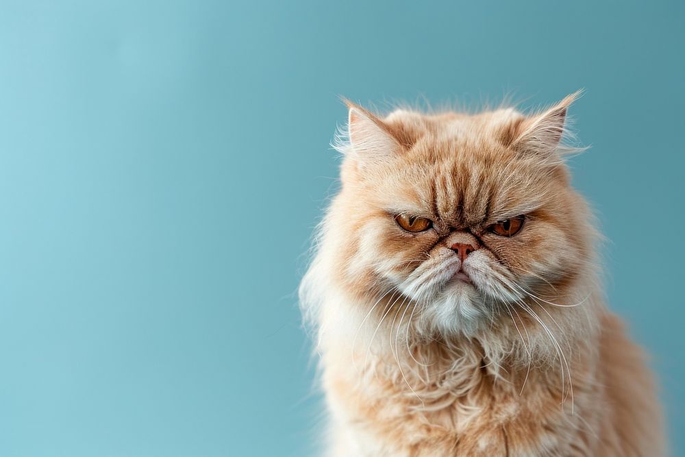 Persian cat angry face portrait animal mammal.