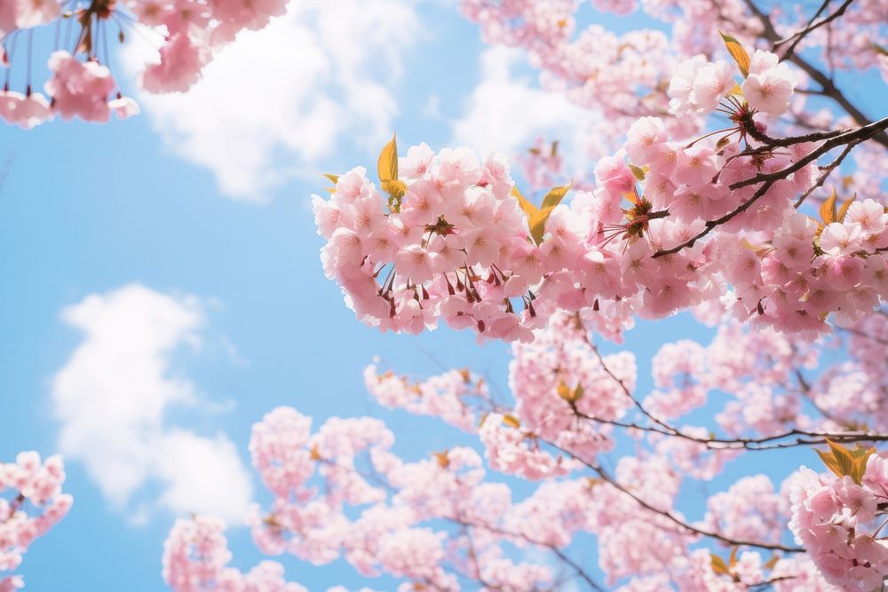 Cherry blossom outdoors nature flower.