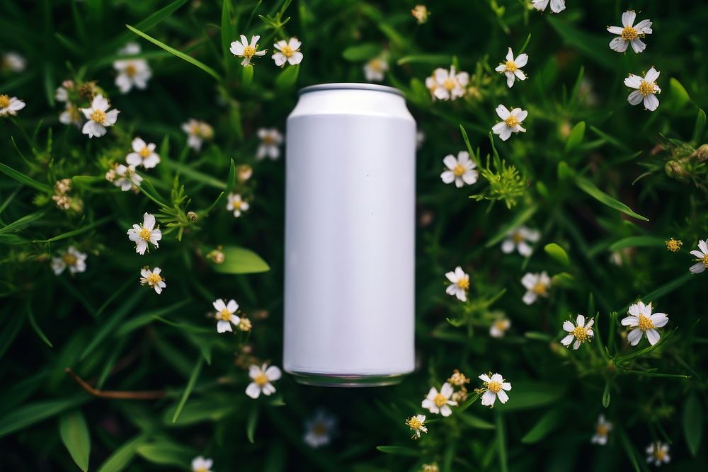 White beer can flower nature plant.