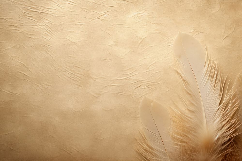 Feather paper backgrounds feather nature.