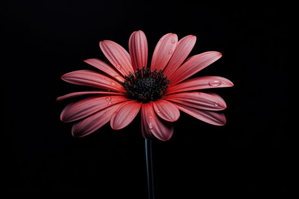 Black Background flower petal daisy.
