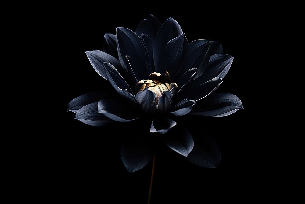 Black Background flower petal plant.