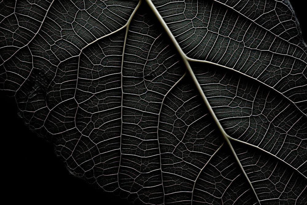 Black Background black leaf backgrounds.