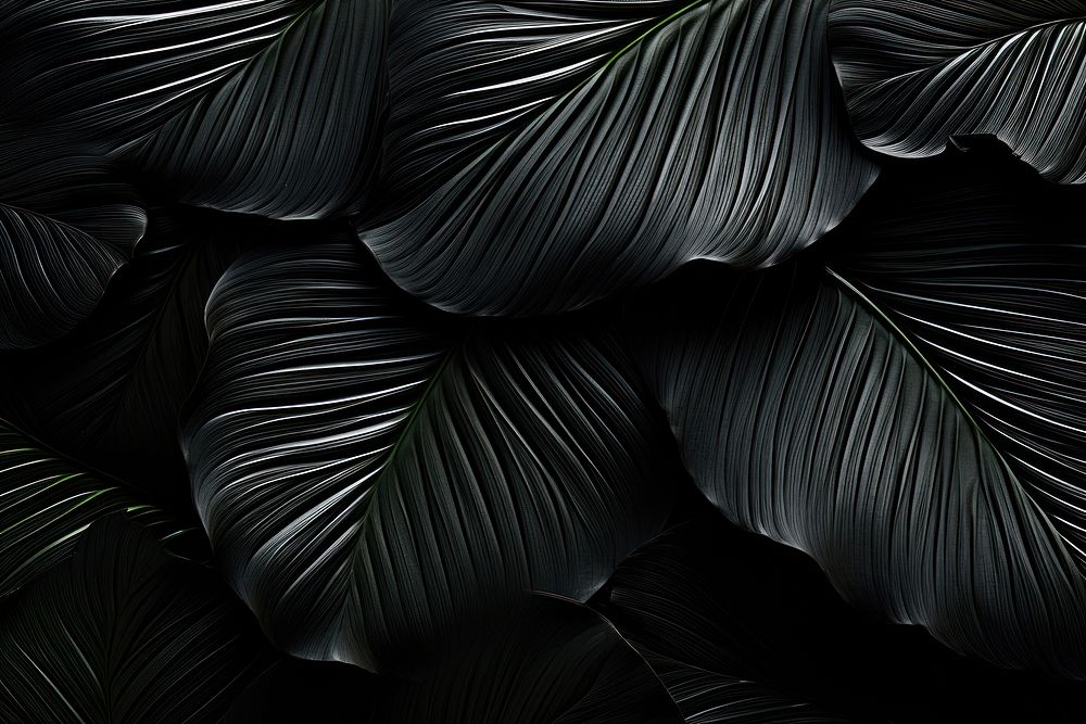 Black Background black backgrounds leaf.