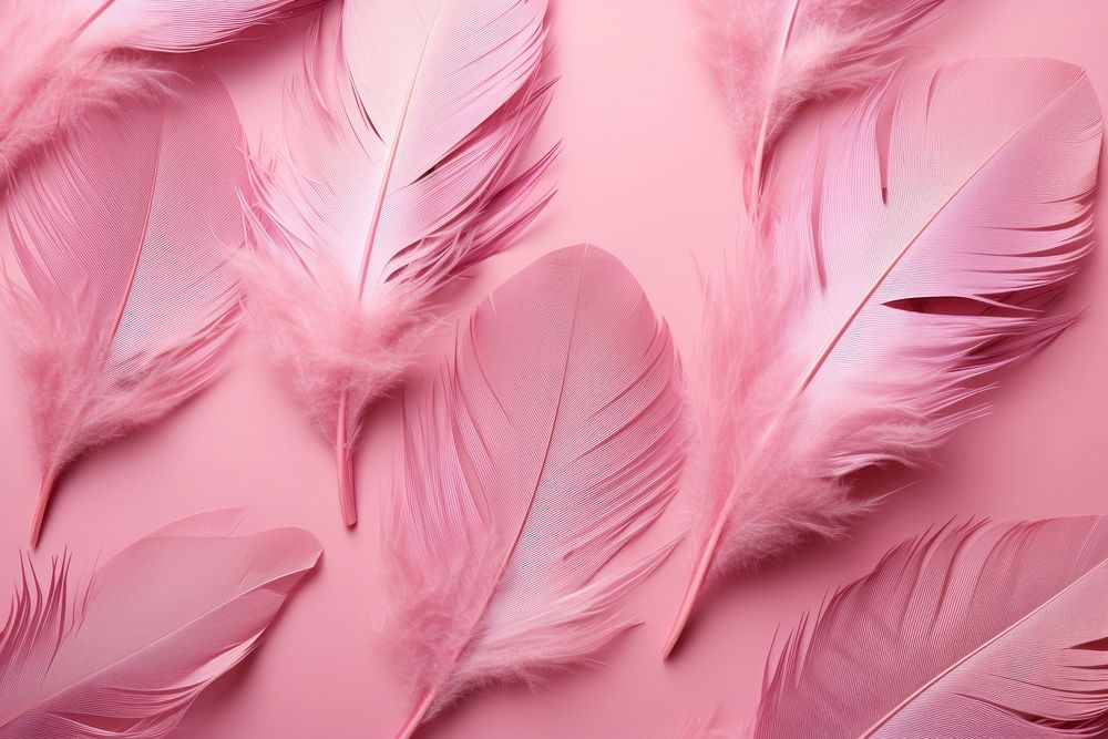 Feathers pink background backgrounds human lightweight.