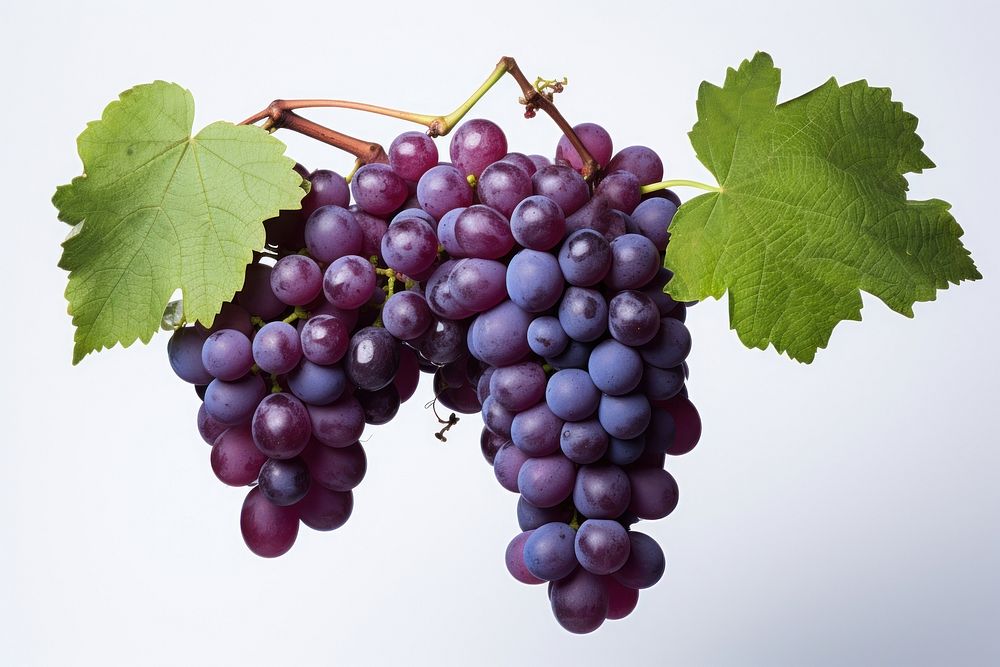 Grape vine grapes purple fruit.