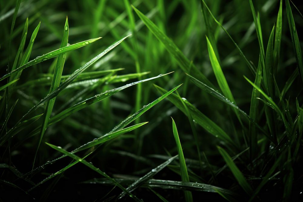 Grass abstract background backgrounds plant green.