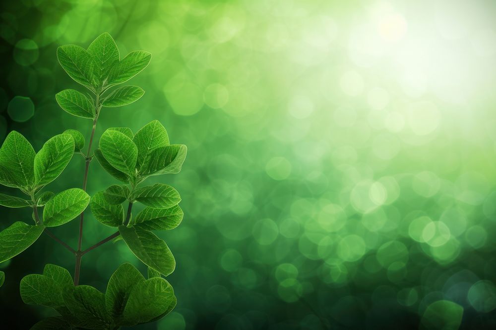 Green clover theme abstract background backgrounds sunlight outdoors.