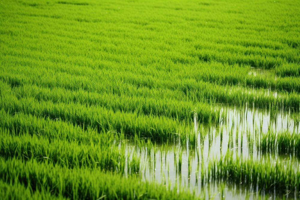 Green rice field abstract background backgrounds outdoors nature.