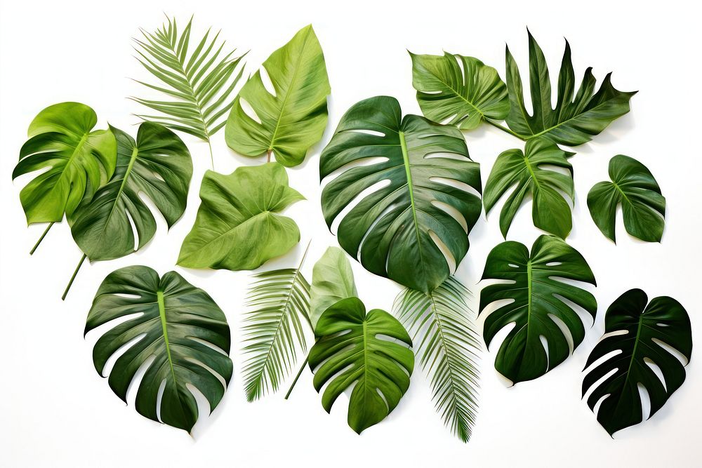 Isolated bunch of tropical leaves plant green leaf.