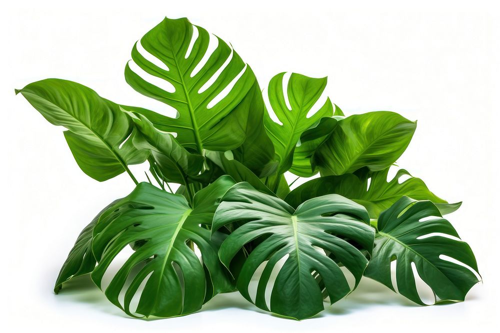 Isolated bunch of tropical leaves tropics plant leaf.