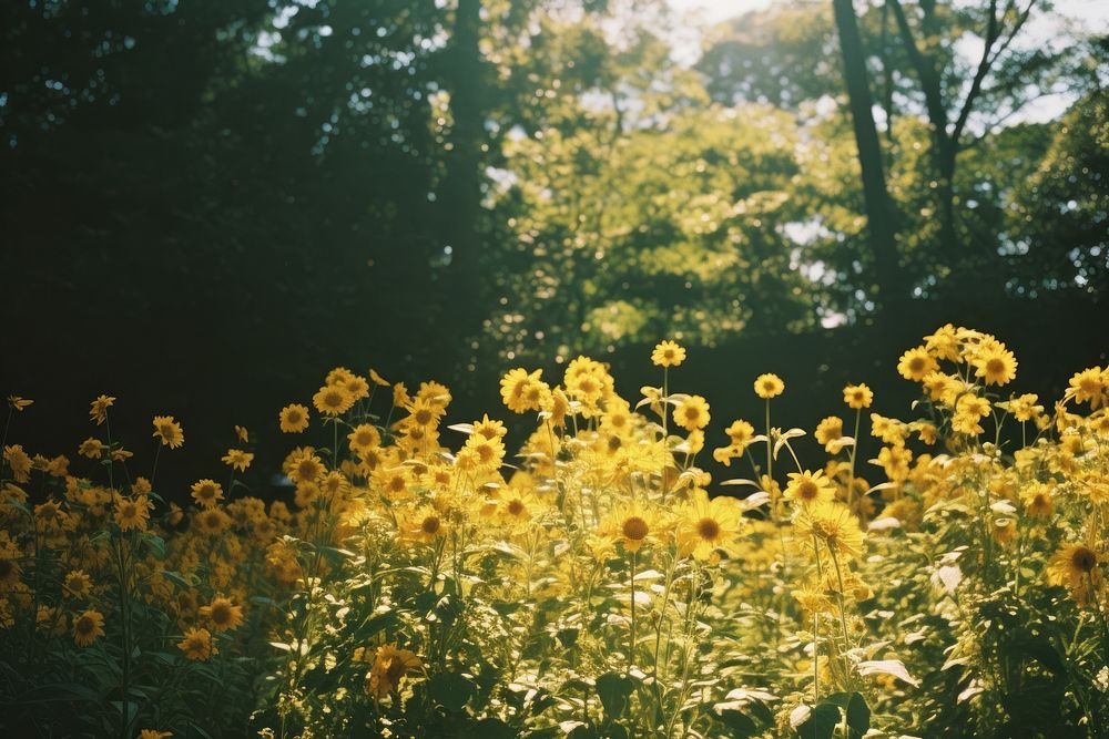 Sunflower landscape sunlight outdoors.