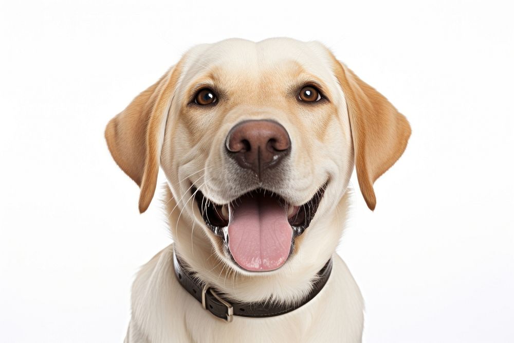 Smiling labrador mammal animal pet. AI generated Image by rawpixel.