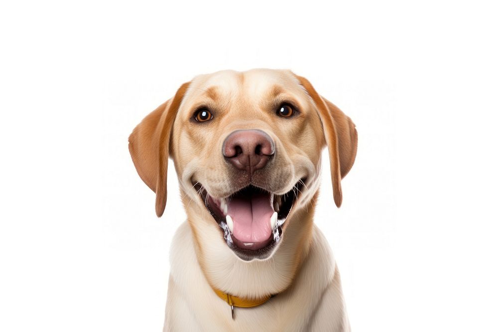 Smiling labrador mammal animal pet. AI generated Image by rawpixel.