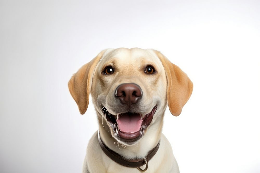 Smiling labrador animal mammal pet. AI generated Image by rawpixel.