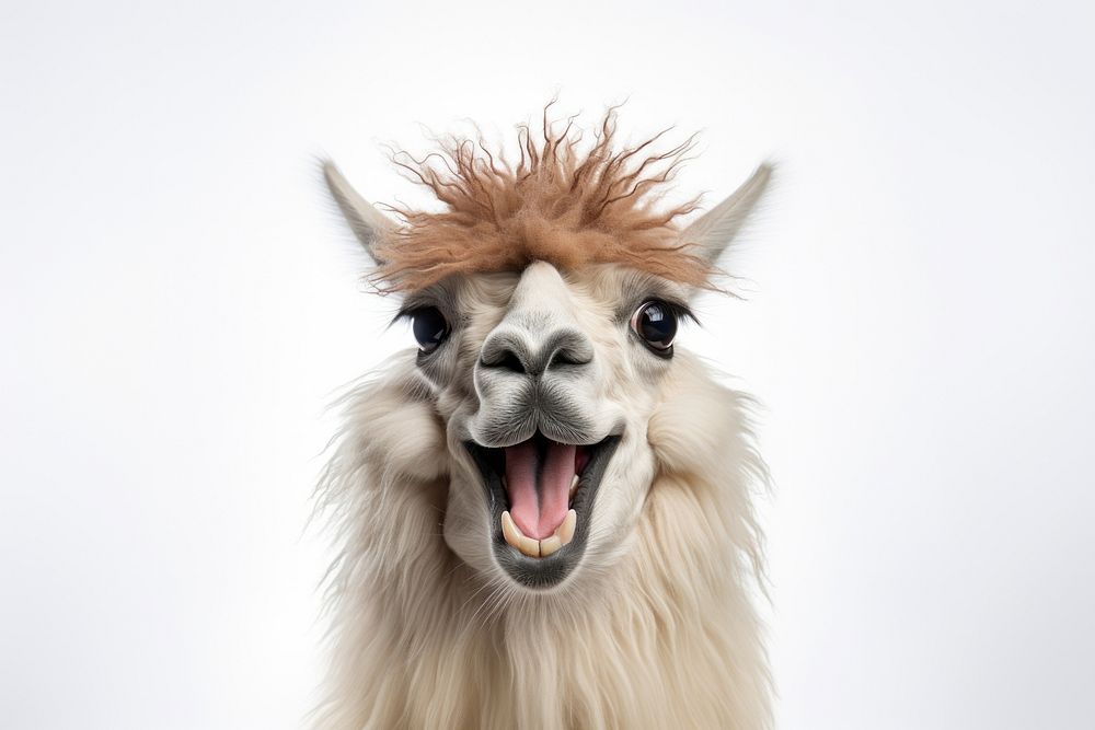 Smiling lama mammal animal alpaca. AI generated Image by rawpixel.