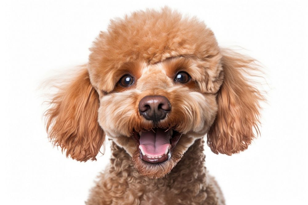 Smiling poodle mammal animal pet. AI generated Image by rawpixel.
