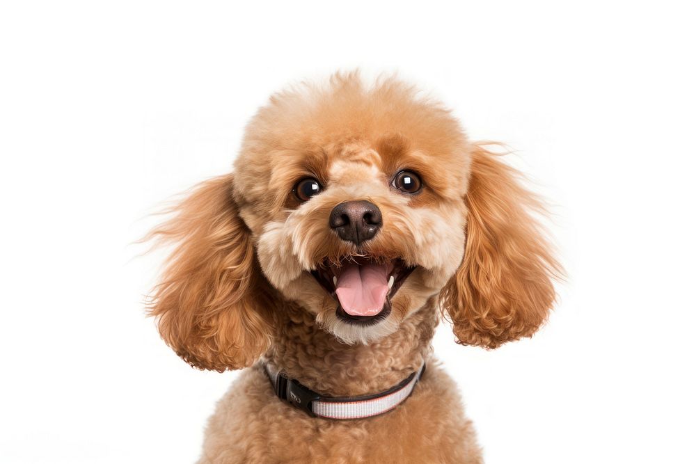 Smiling poodle mammal animal puppy. AI generated Image by rawpixel.