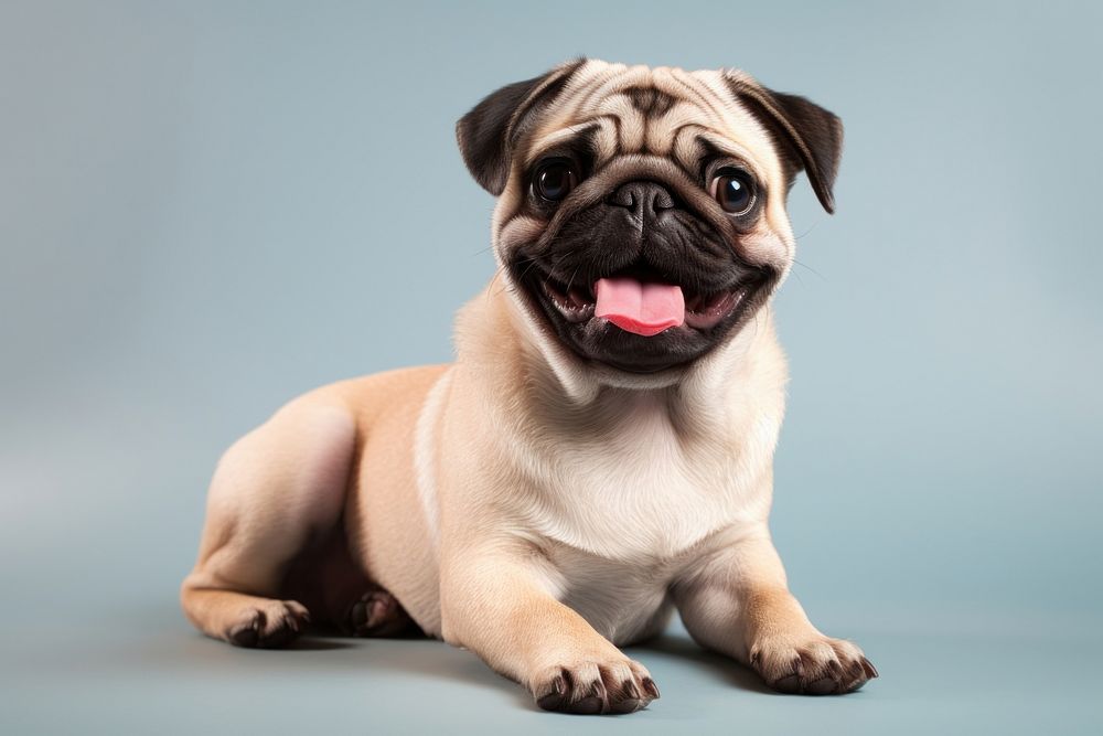 Smiling pug mammal animal puppy. AI generated Image by rawpixel.