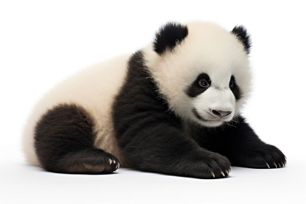 Cute panda baby wildlife animal mammal.