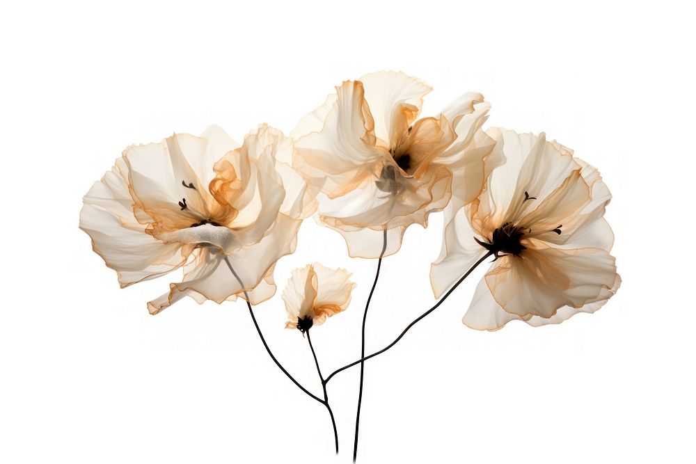  Ink gold carnations flower petal plant. AI generated Image by rawpixel.