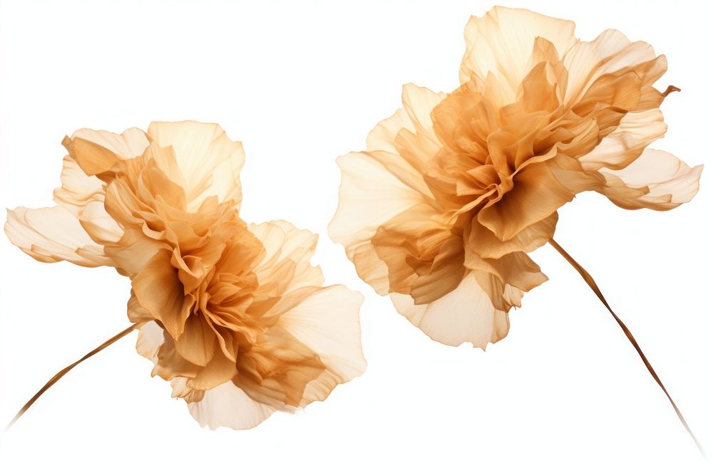  Ink gold carnations flower plant white background. AI generated Image by rawpixel.