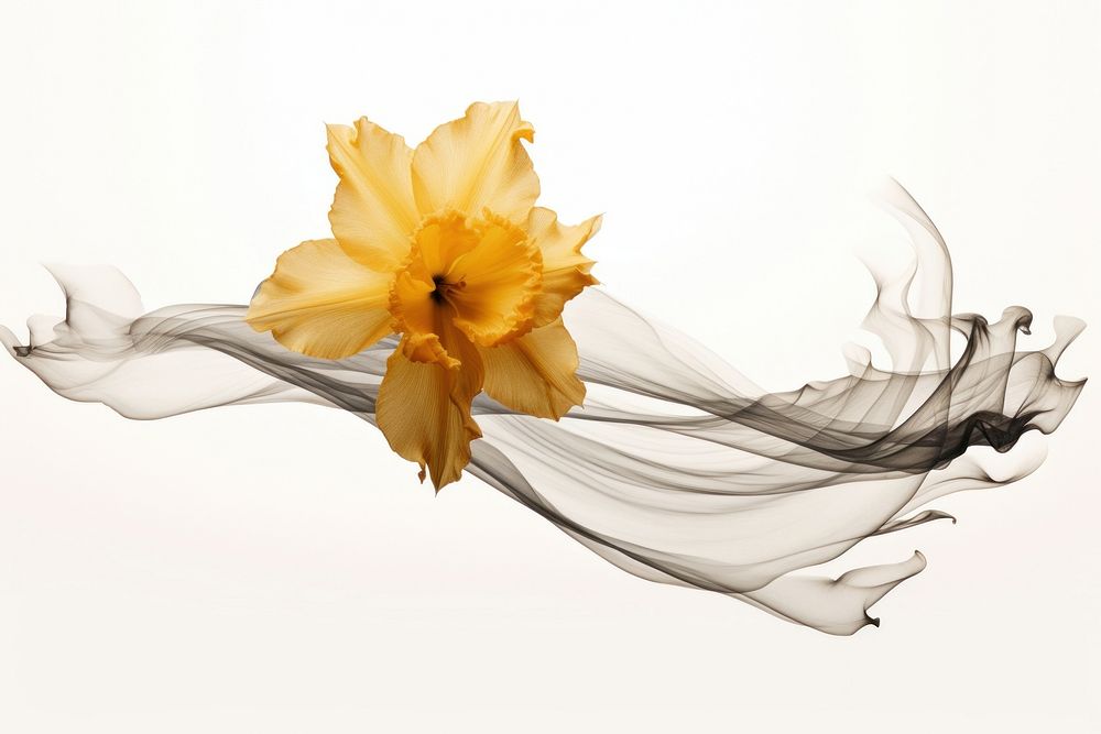  Ink daffodil flower plant white background. AI generated Image by rawpixel.