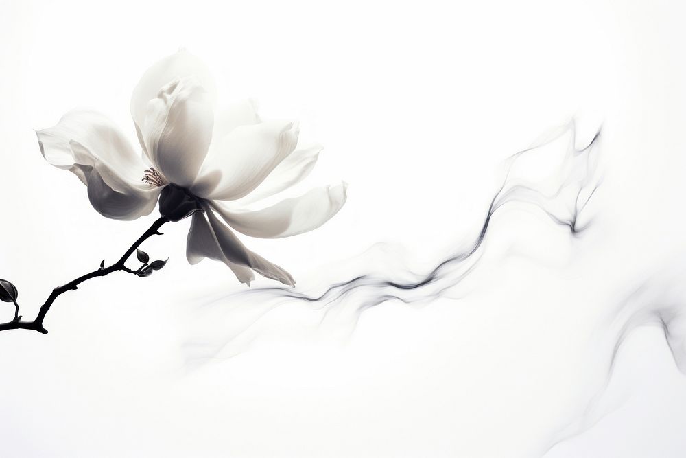  Ink magnolia flower petal white rose. AI generated Image by rawpixel.