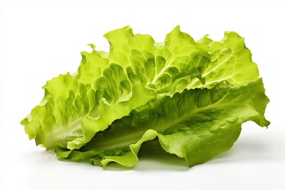 Leaf lettuce vegetable plant food.