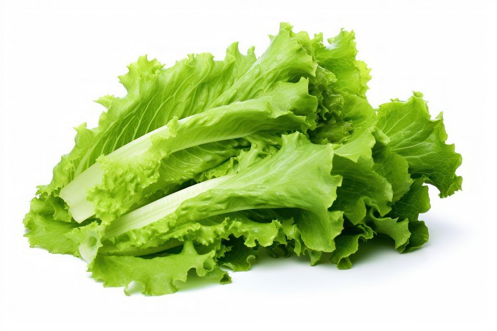 Leaf lettuce vegetable plant food.